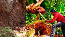 vava-suresh-varkala-cobra-rescue