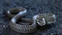 japanese-rat-snake