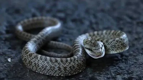 japanese-rat-snake.1.4039190