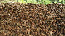 coconut-farmers-shell-price-drop