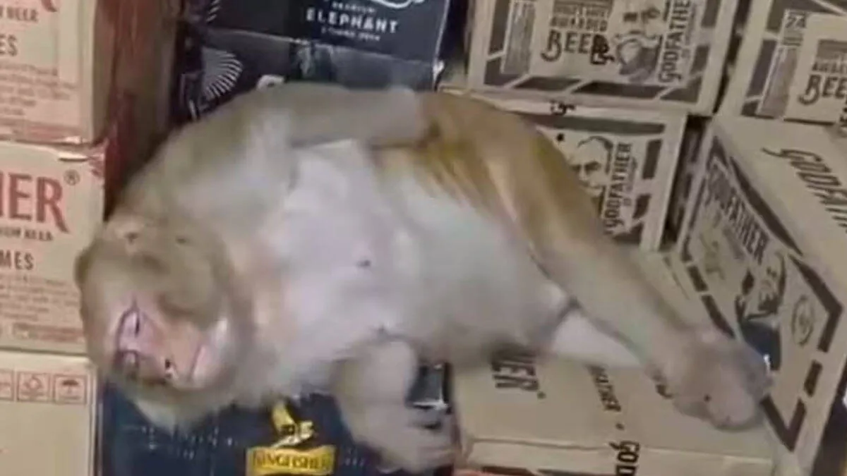 monkey