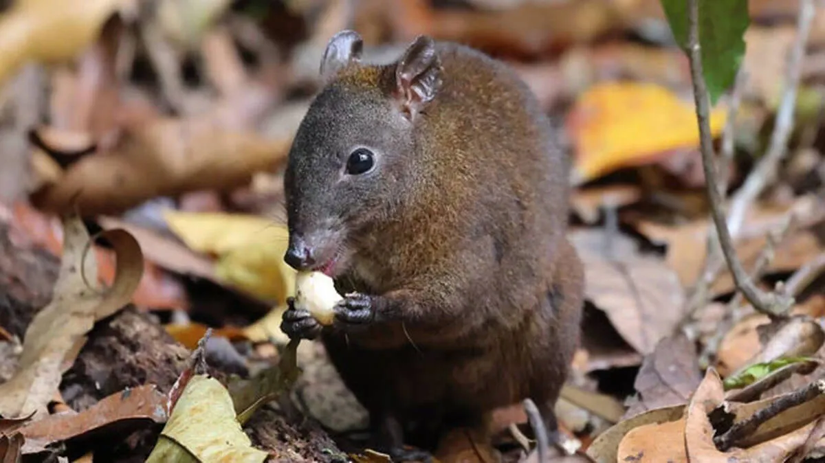 kangaroo-rat-