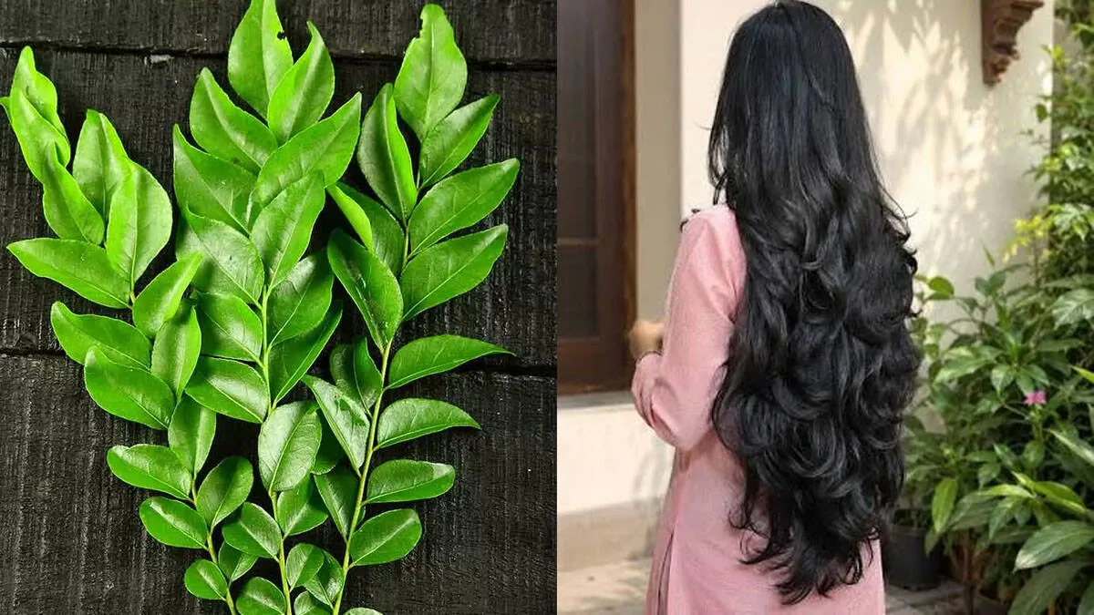 curry-leaves