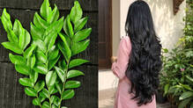 curry-leaves