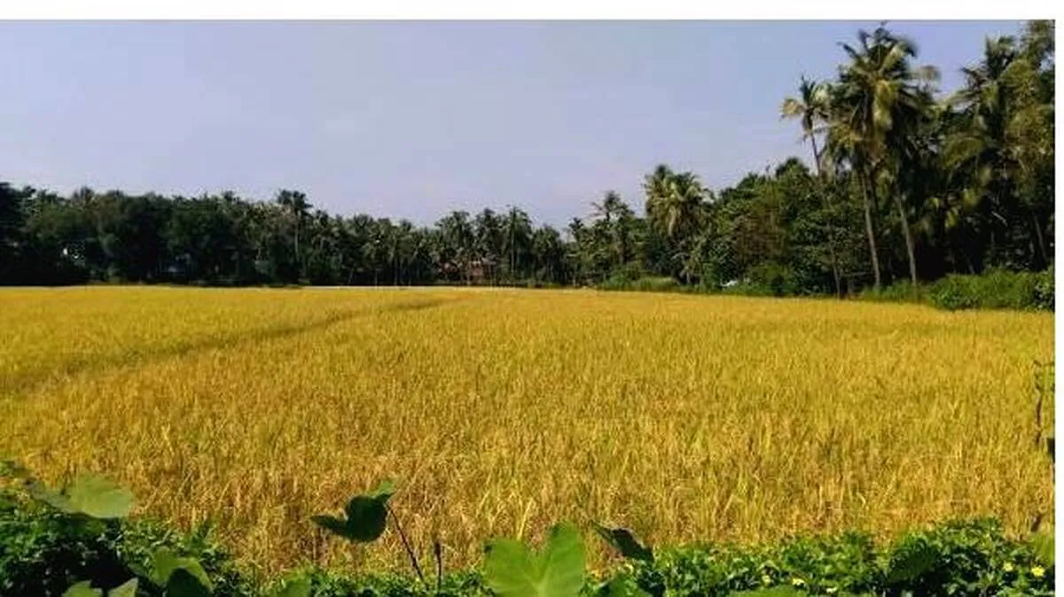 nellu-