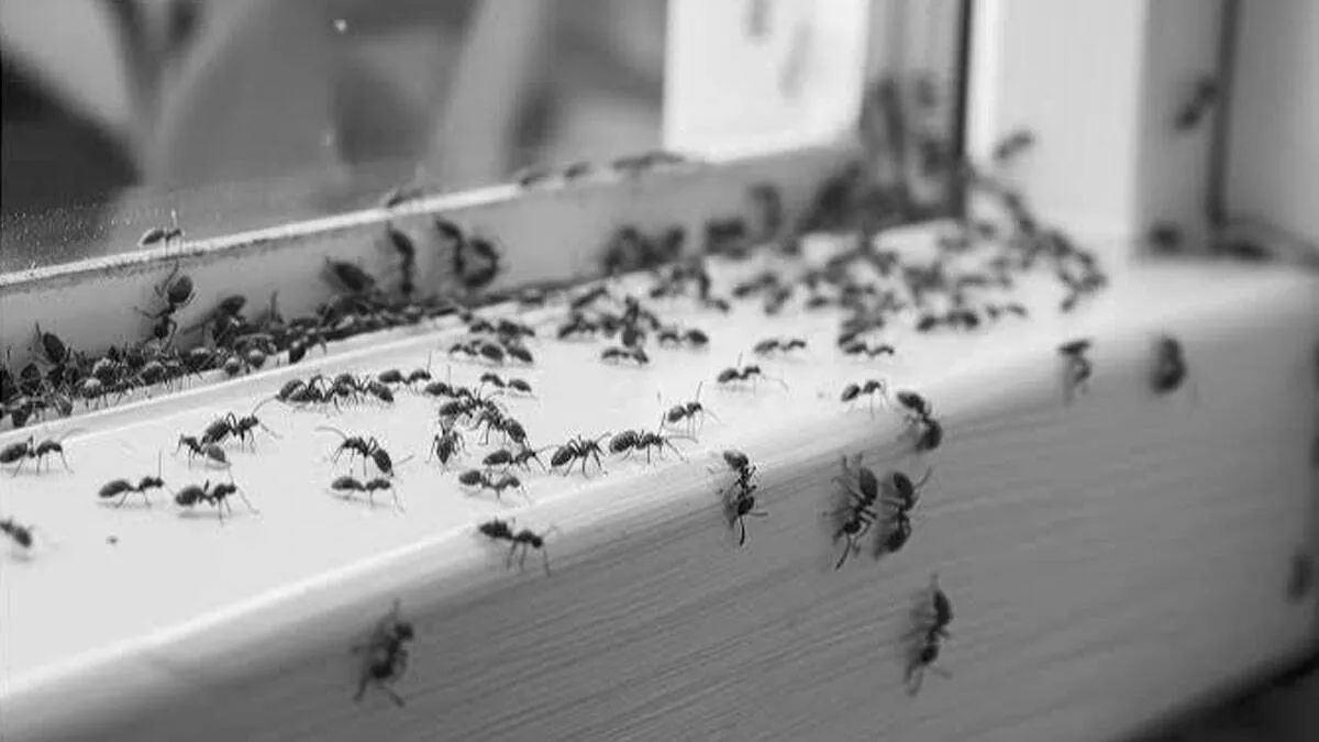 ants