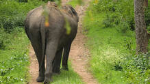 operation-kannur-makhna-still-going-on