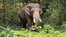 operation-kannur-makhna-still-going-on