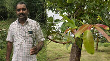 sreenivasan-vaidyan-traditional-medicine-knowledge
