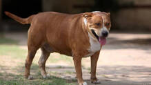 dog