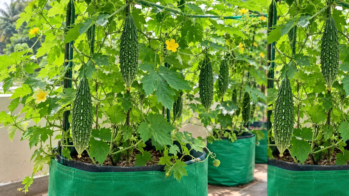 bitter-gourd-