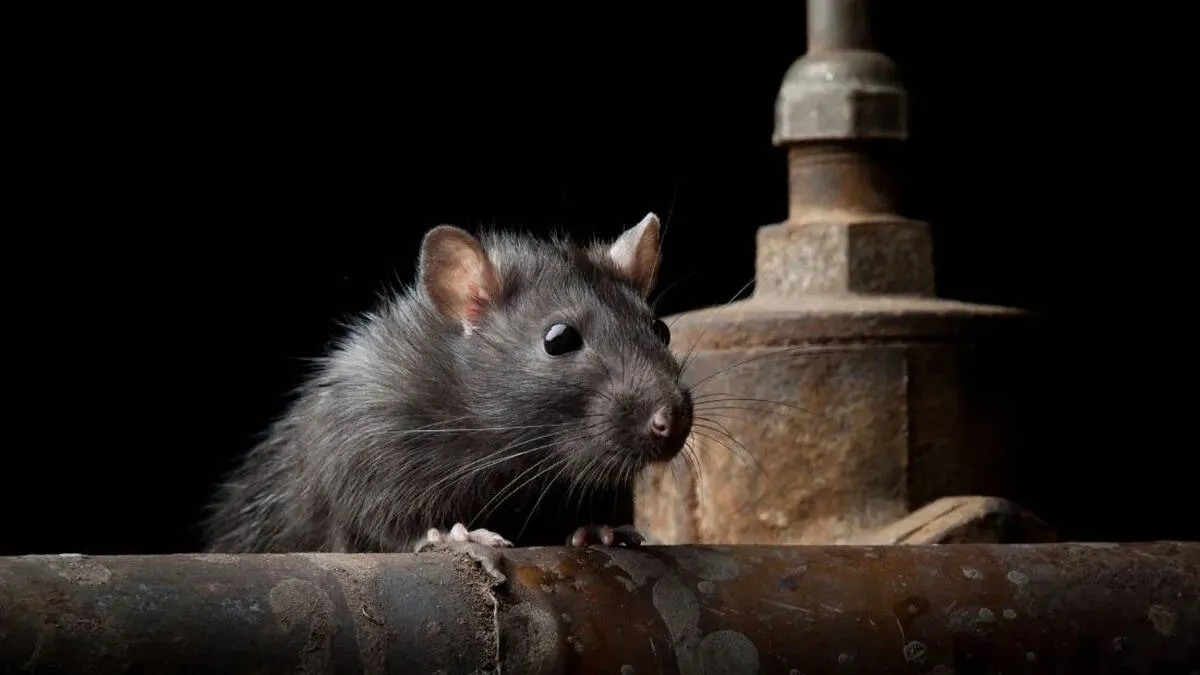 rats