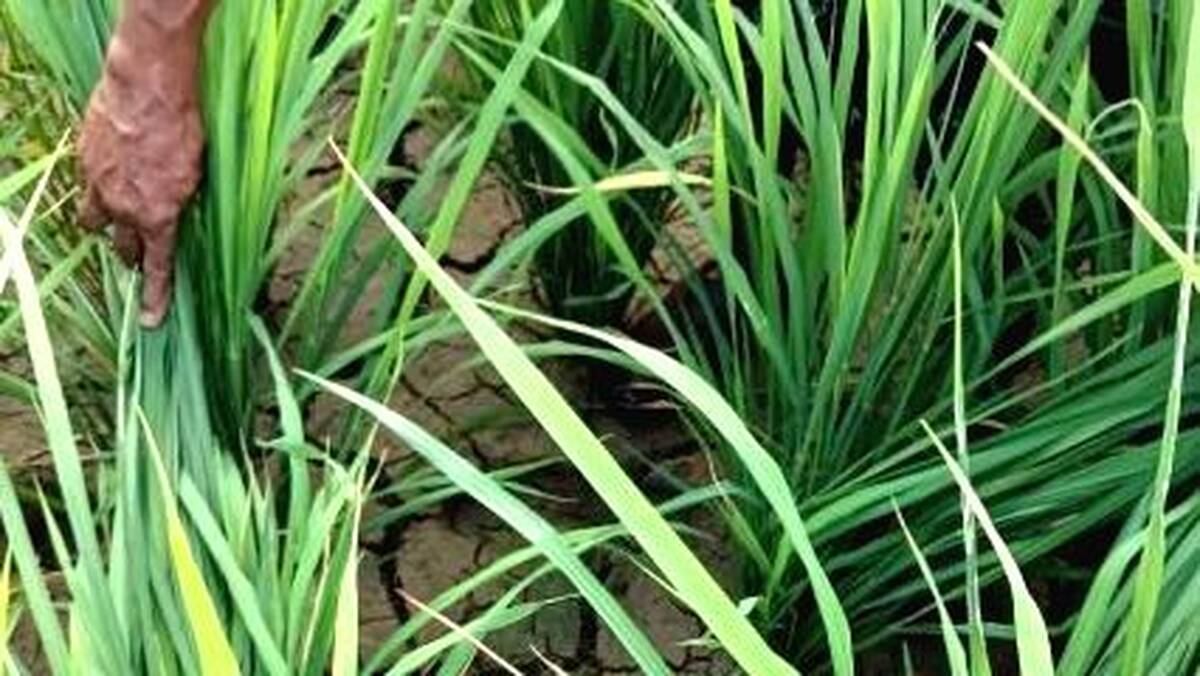 paddy