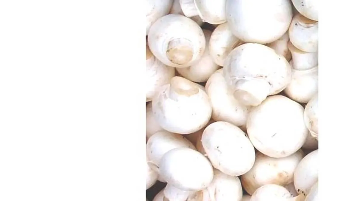 mushroom