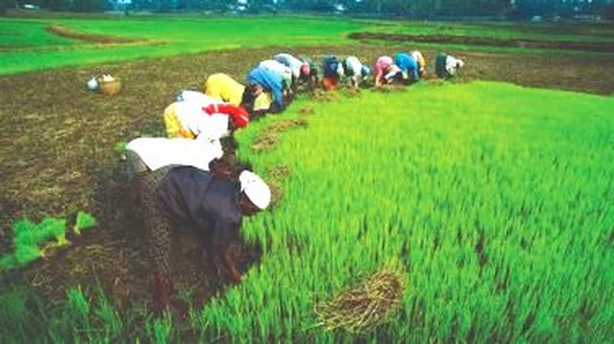farmers