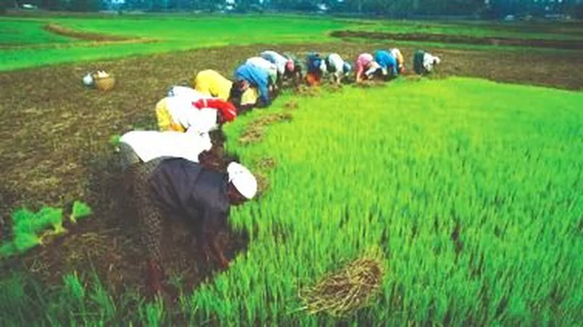 farmers