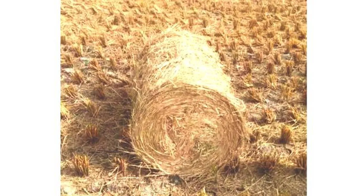 hay