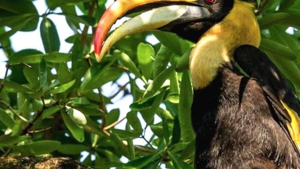 birds-