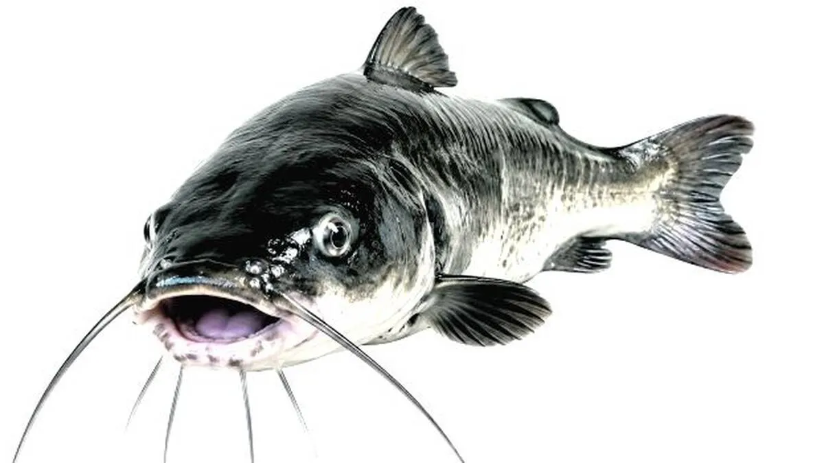 fish