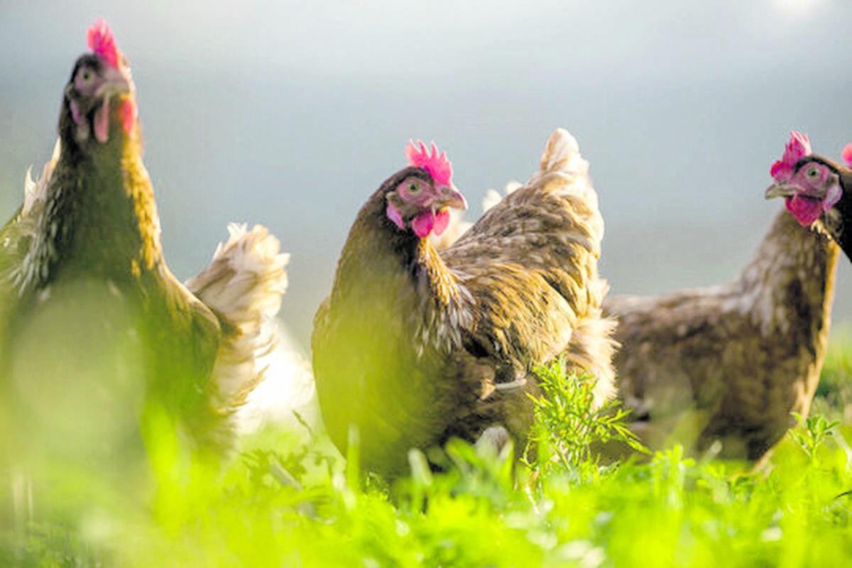 chicken