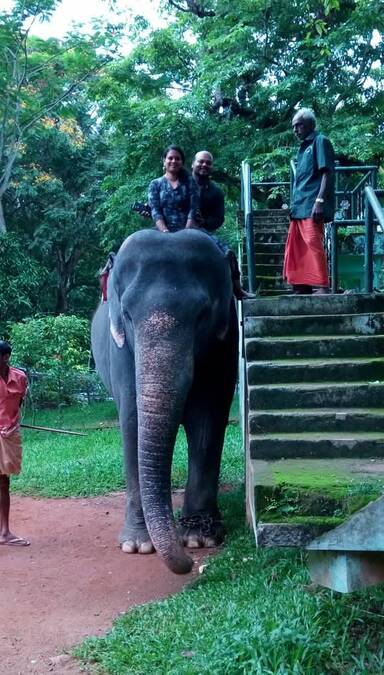 elephant-