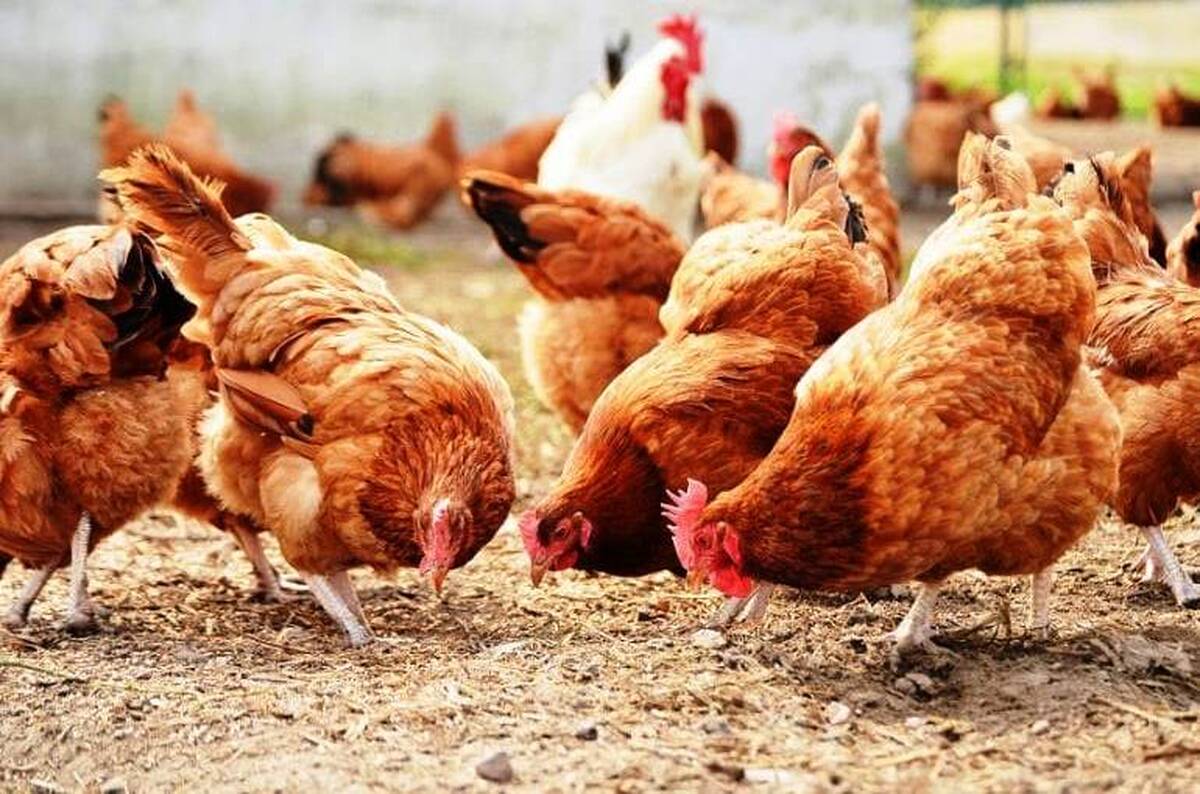 hen