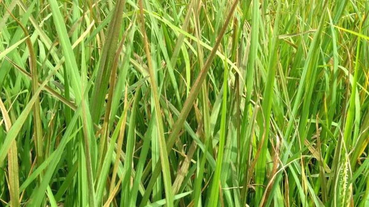 nelpadam