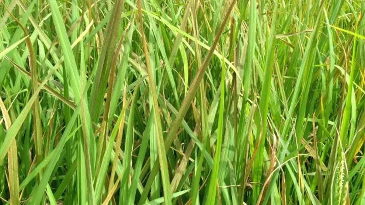 nelpadam
