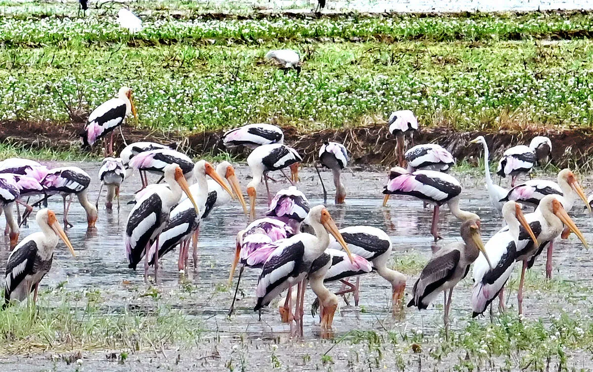stork