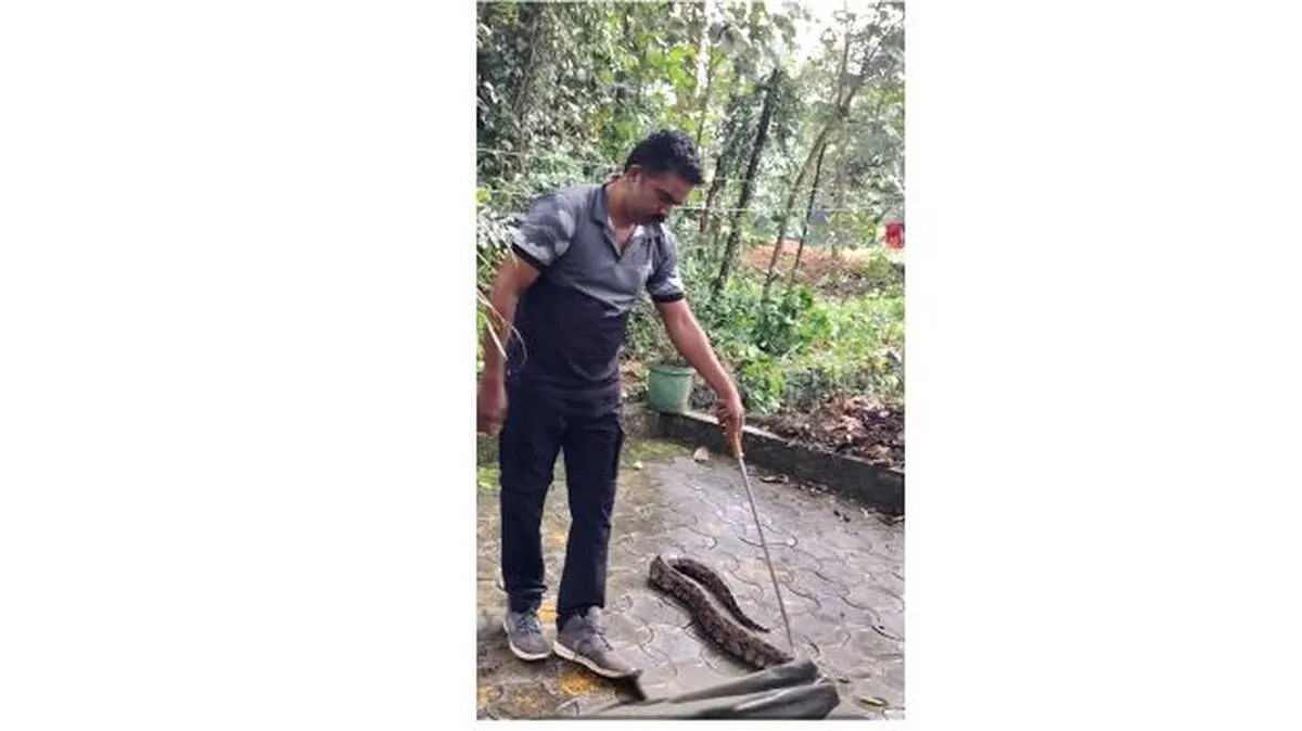 snake snake