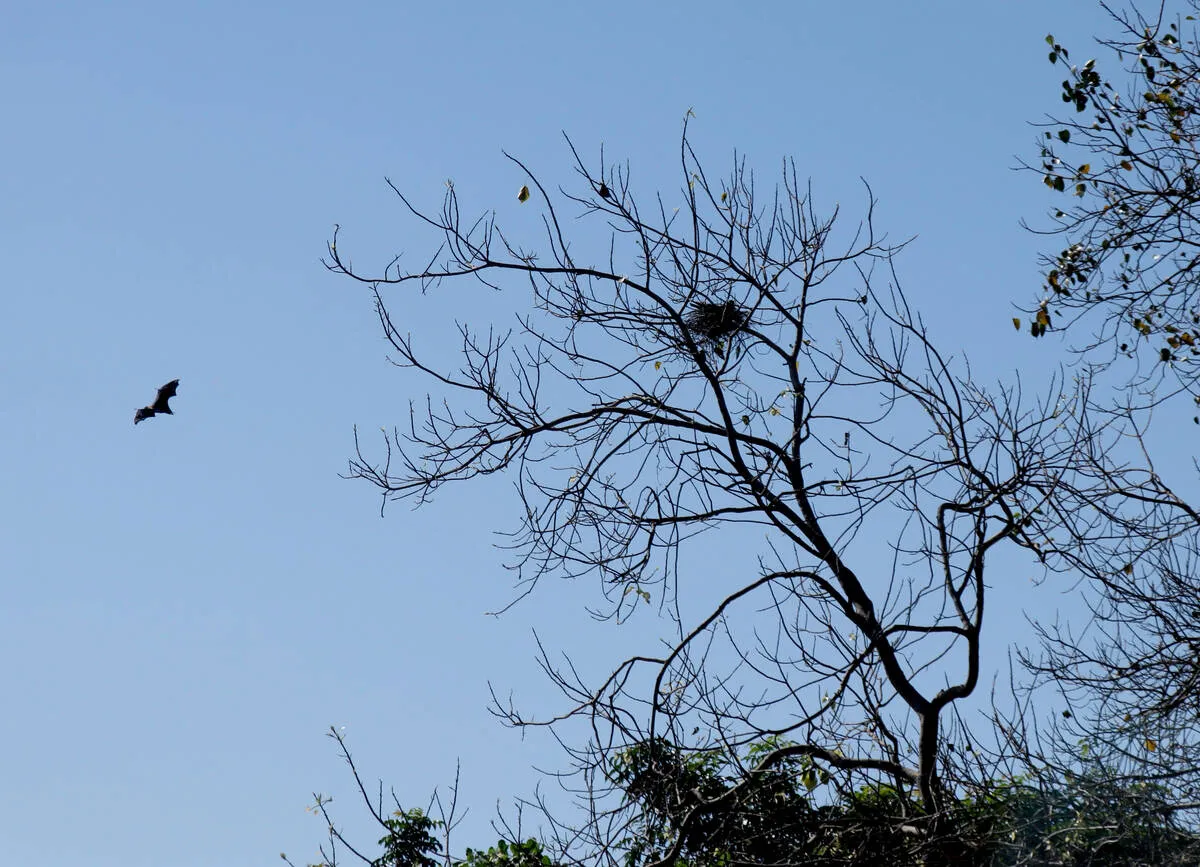 tree