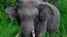 elephant