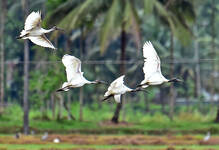 birds