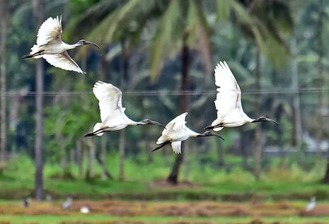 birds.1.4079705