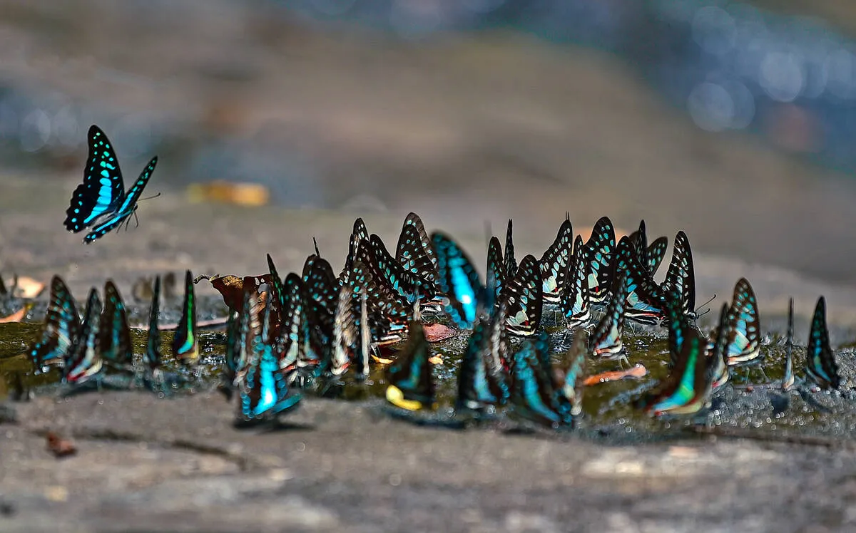 butterfly-