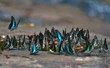 butterfly-.1.4086750