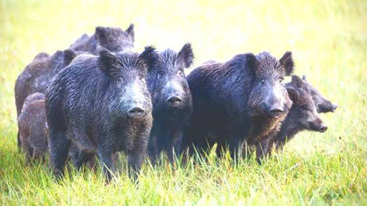 pig