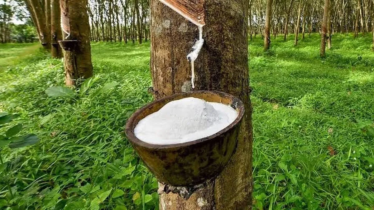 rubber