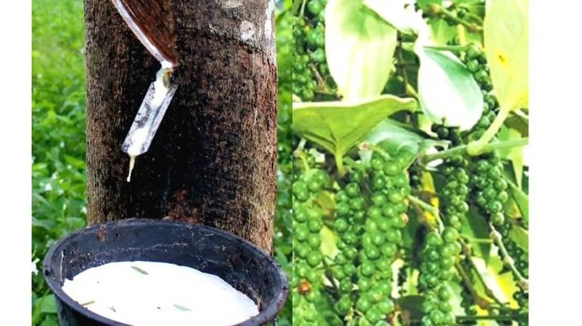 rubber-pepper rubber-pepper