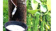 rubber-pepper