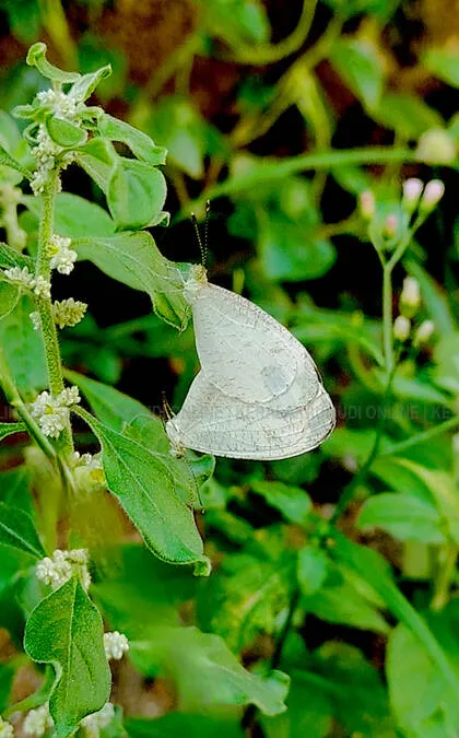 butterflies