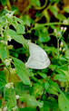 butterflies