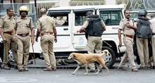 street-dog