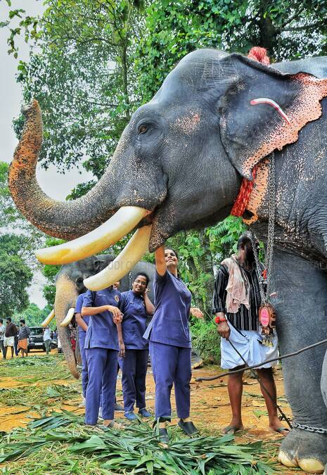 elephant-