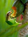 bird-