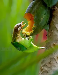 bird-.1.4076674