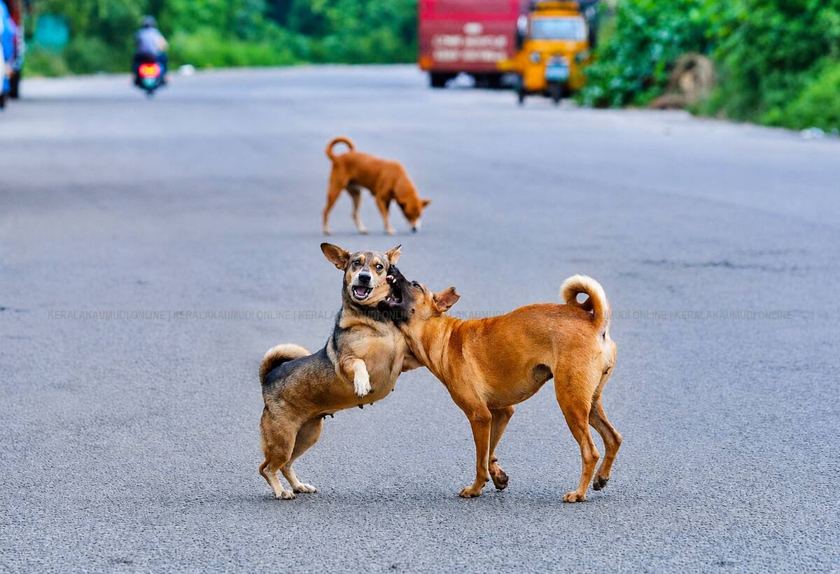 street-dogs-