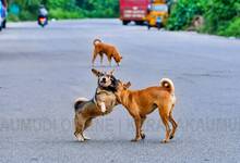 street-dogs-