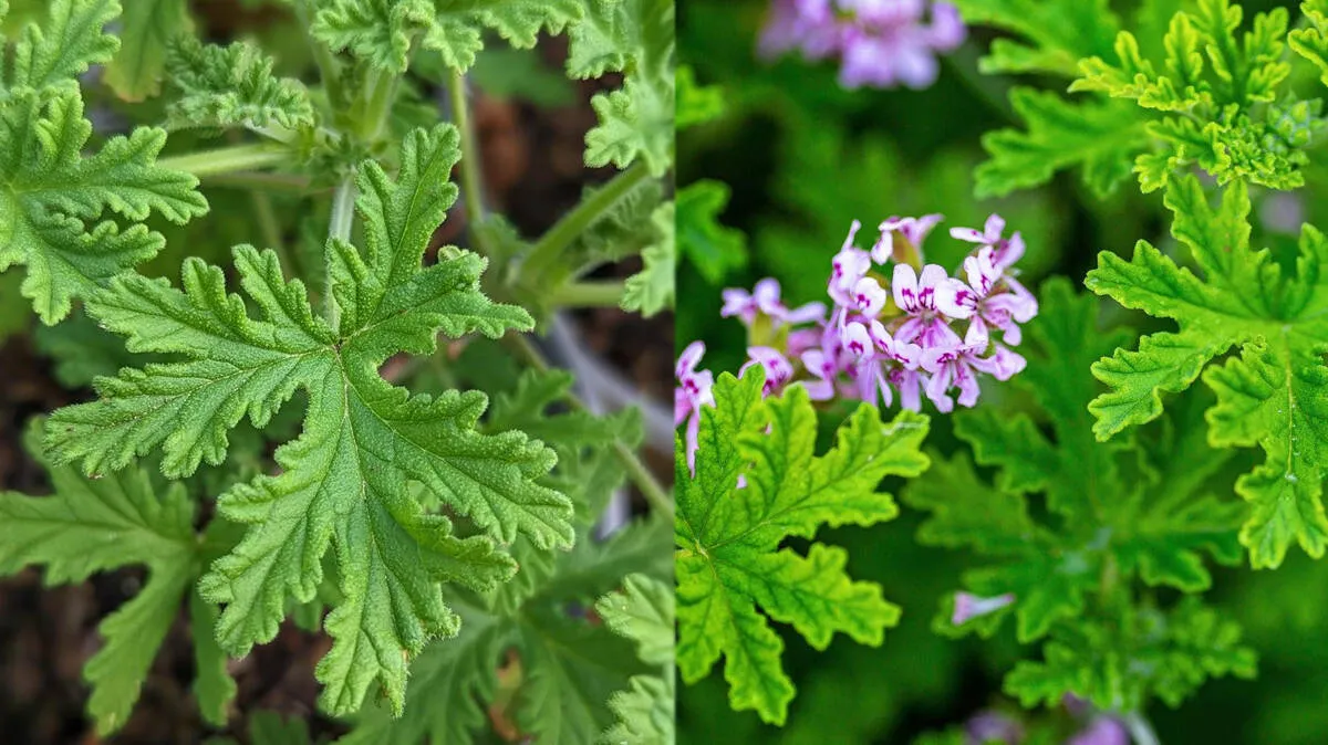 mosquito-repellent-plant-