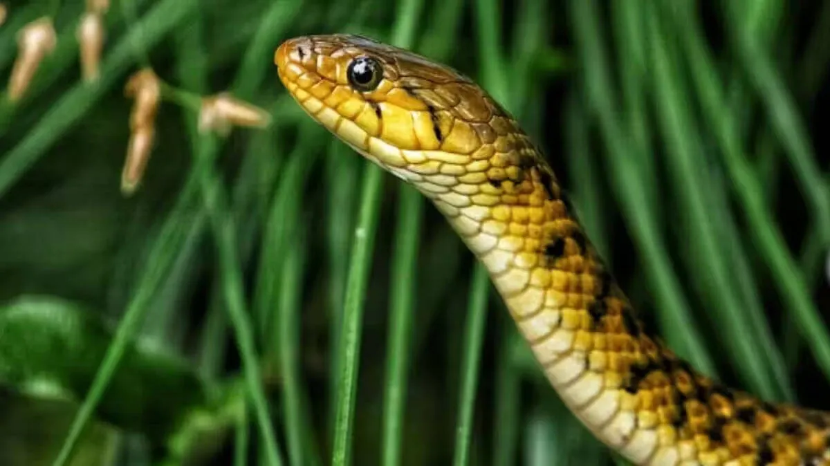snake